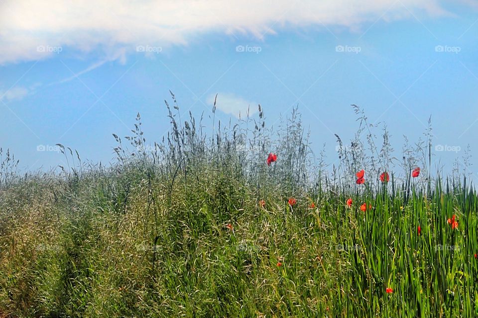 Blooming summer meadow with poppies under cloudy blue sky