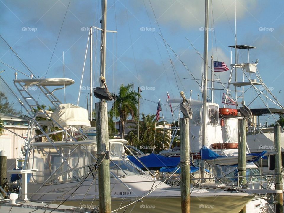 Sail boat docked pelican