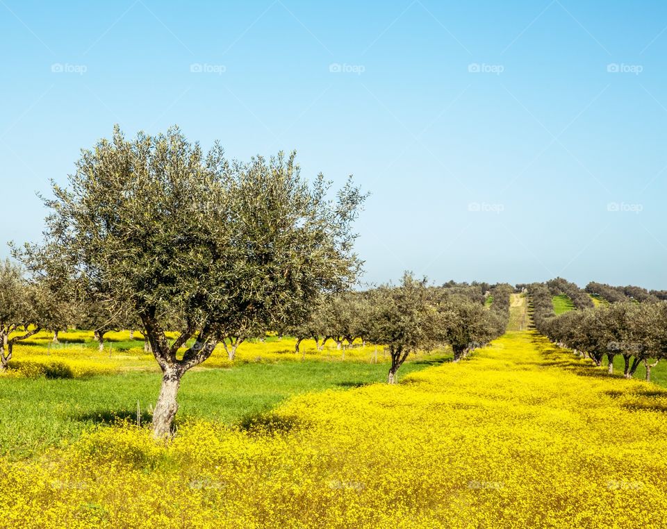 Olive grove in Alentejo Portugal