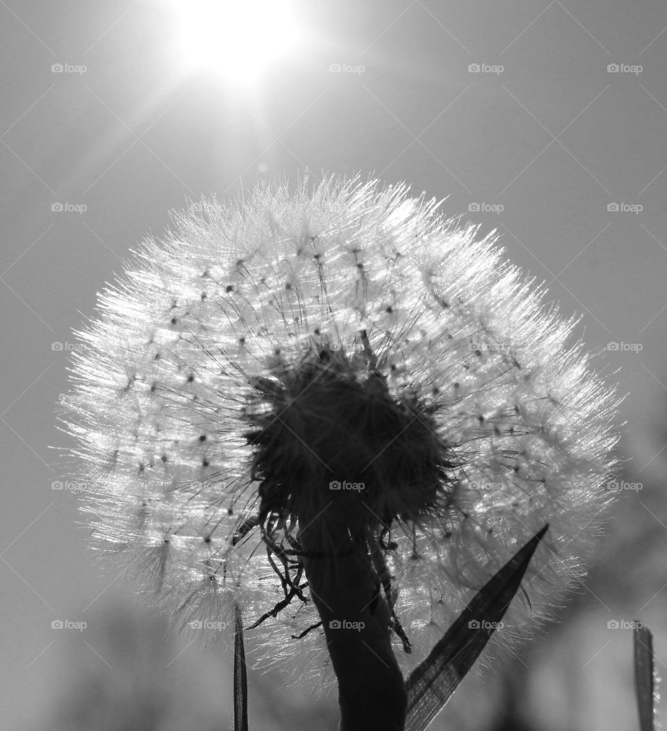 Sunlight over the dandelion flower
