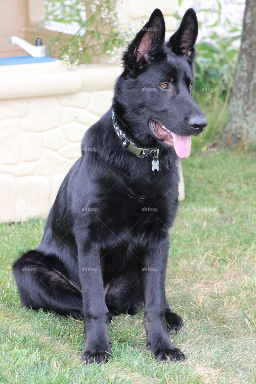 Our dog sitting and guarding his brothers play house. 