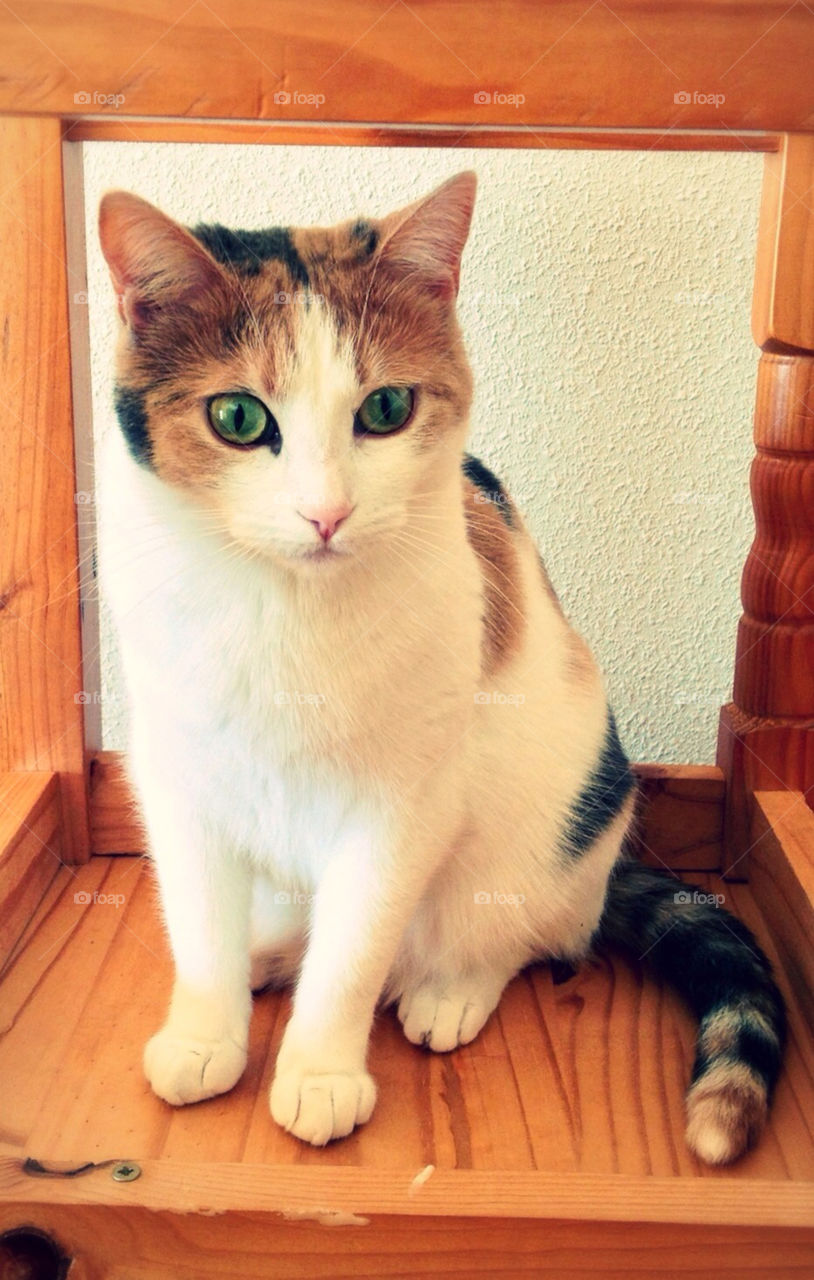 Sweet kitty Disy looking expectante in a chair