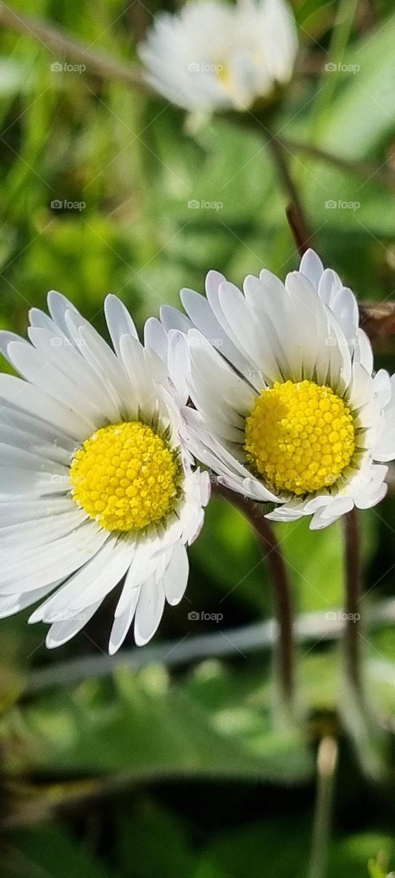 what a pair of daisies