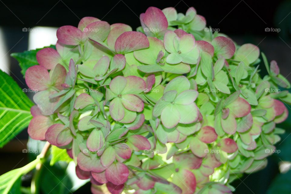 Hydrangea . Hydrangea 