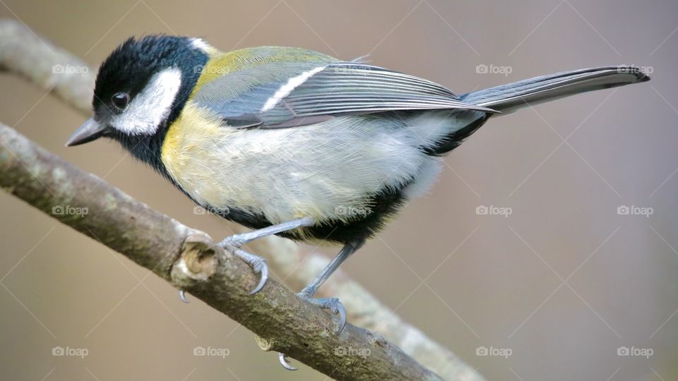 Great tit