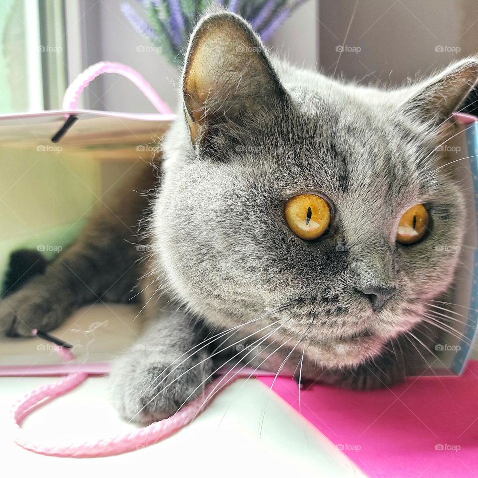 Gray Scottish cat in the style of Barbie