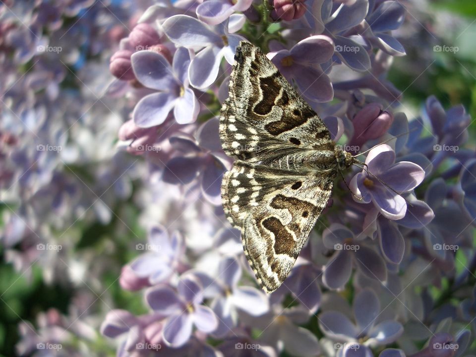 Butterfly on the flowers of lilac