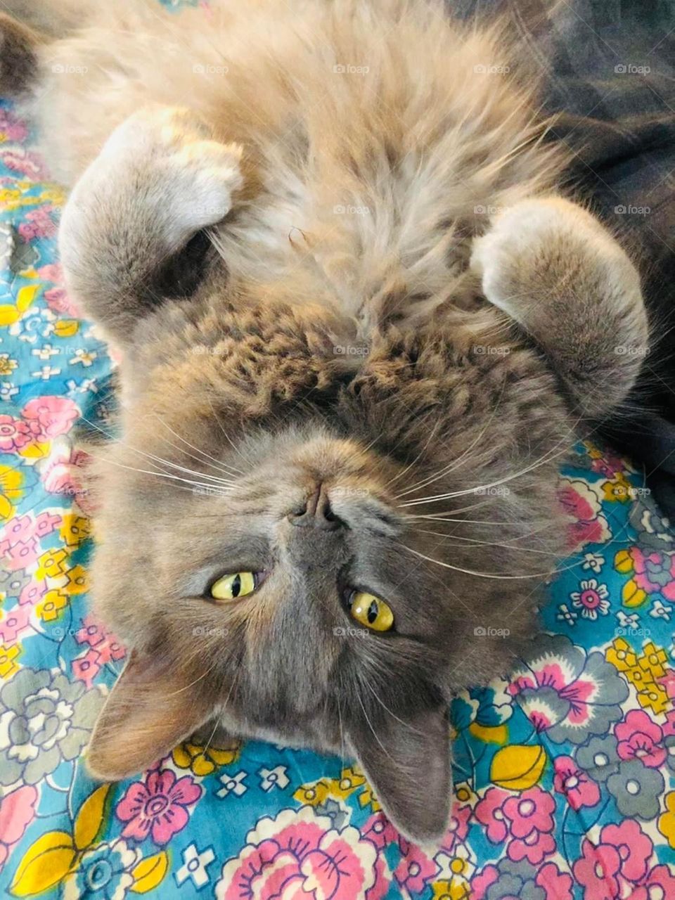 Beautiful yellow eyes 