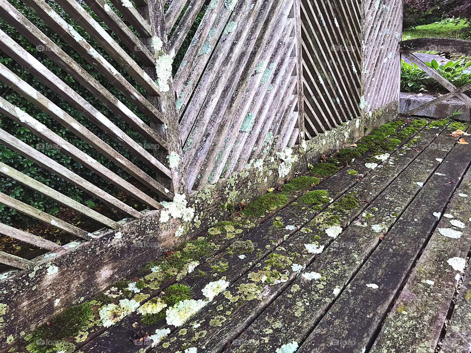 Lichen on a bench 