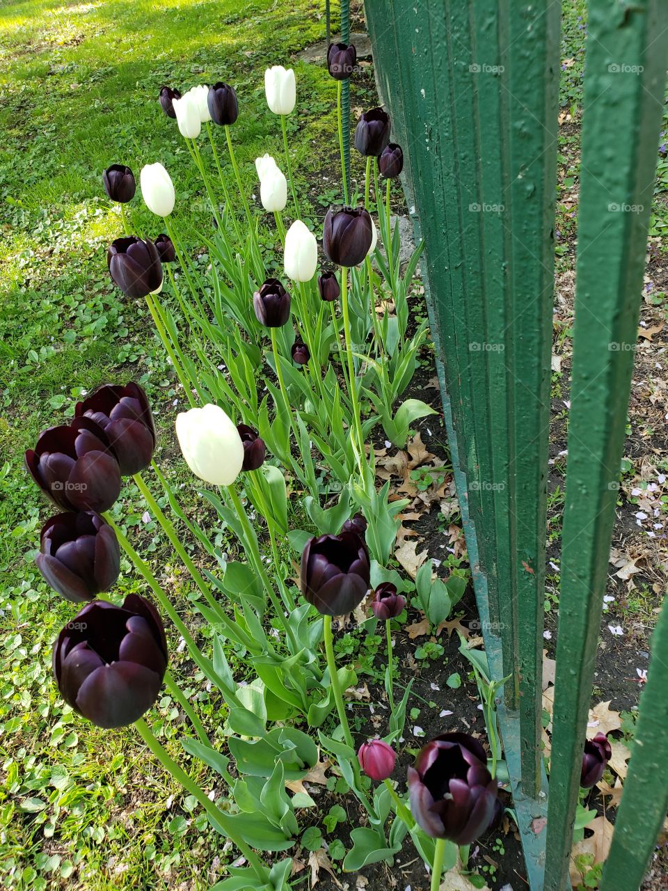 black and white tulips blooming near a cemetery fence
