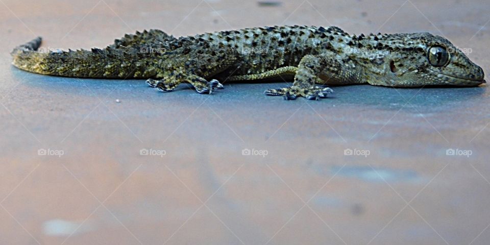 Milanese Gecko said "Gordon"