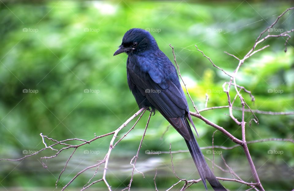 Black Drongo - Indian bird