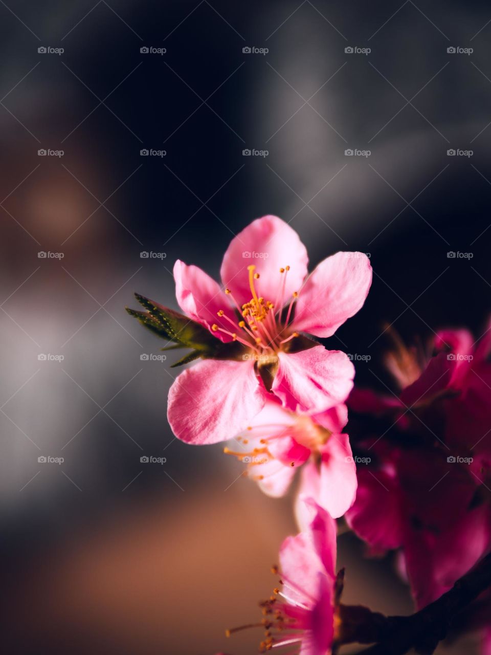 Close-up on a pink beach blossom 