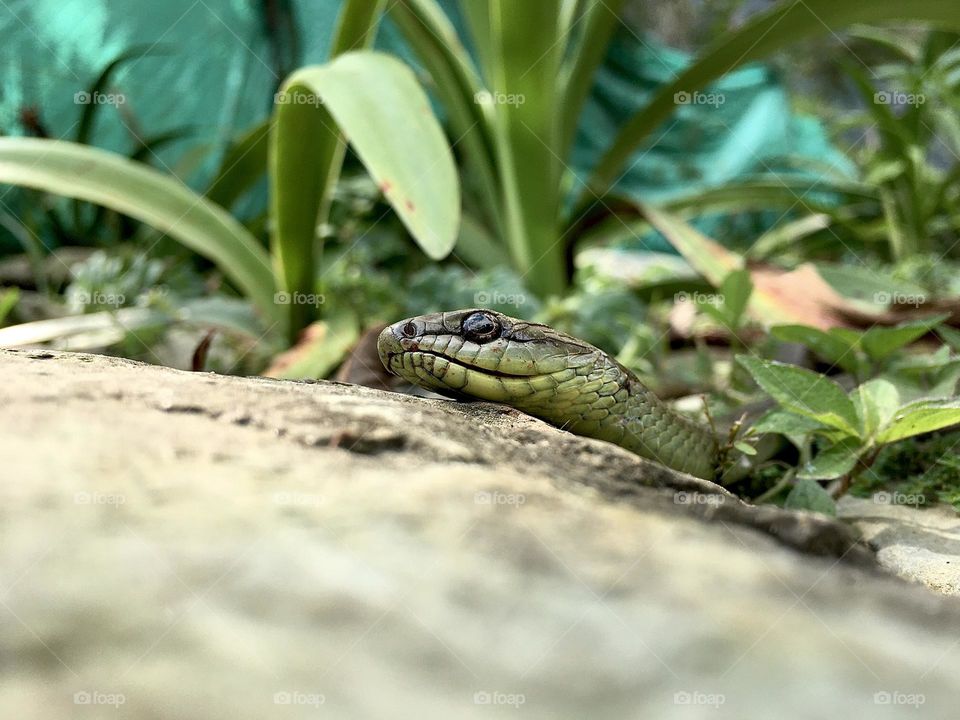Beautiful Snake 