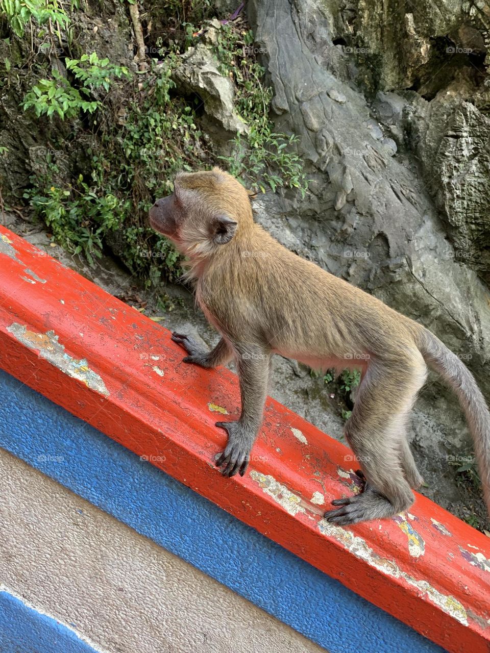 Monkey spotted in Malaysia