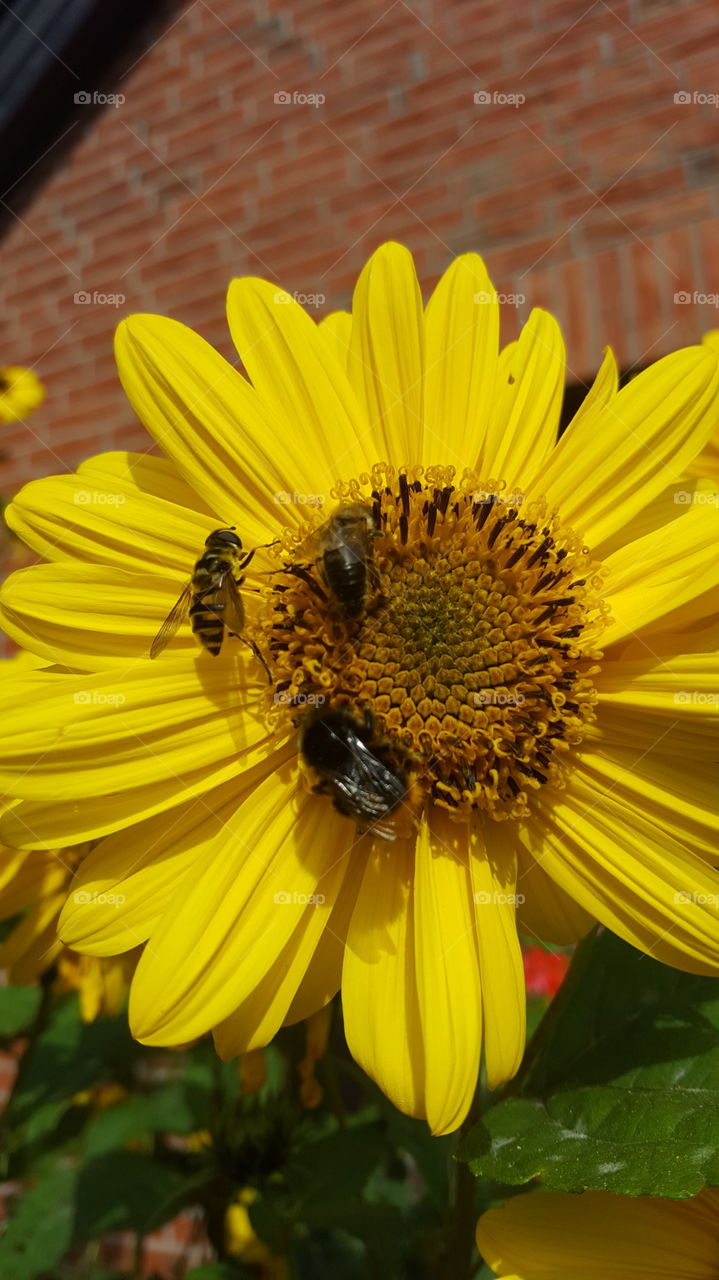 Bee beautiful