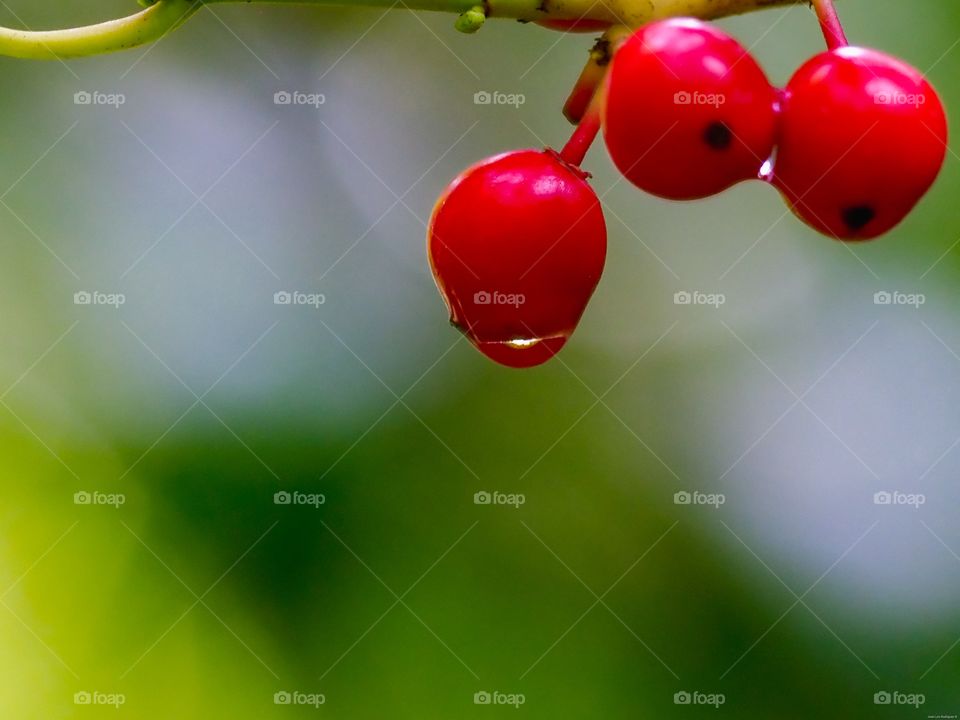 Vayas de otoño
Autumn berries