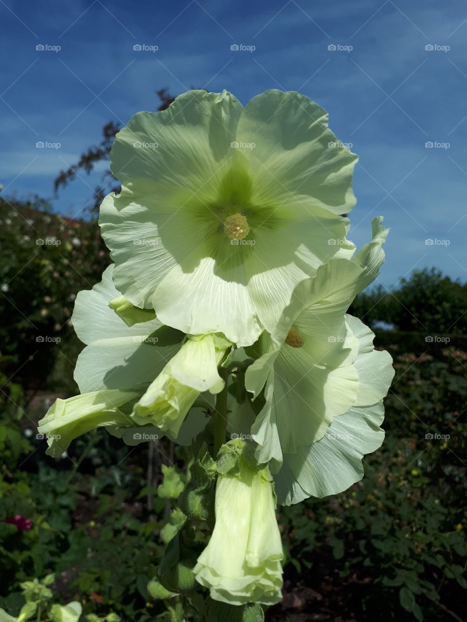 Hollyhock Flowers