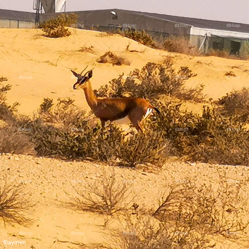 🦌 Deer in desert