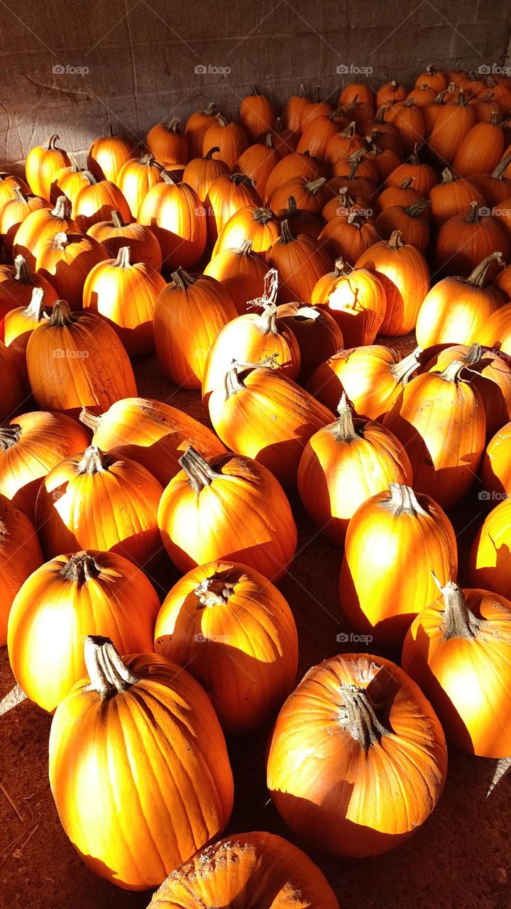 pumpkin patch of pumpkins