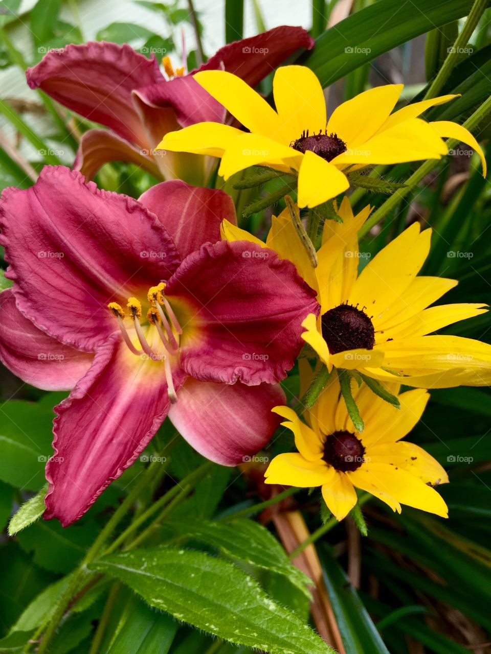 Lilies and Black Eyed Susan bloom side by side, with no care as to color or shape, basking in the beauty all around them.
