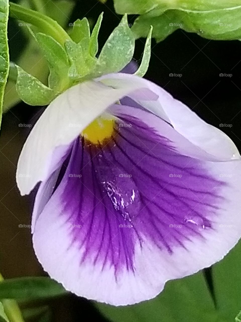 beautiful nature all around us let's us all go outside to find it. here we see a purple flower with tear coming down. let us all know it is ok to cry to help release the pain in our lives.