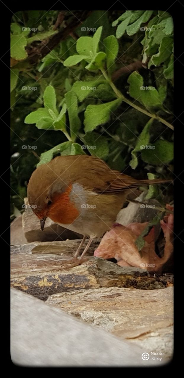 robin finding food