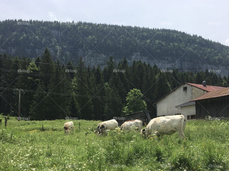 Cows in mountains 