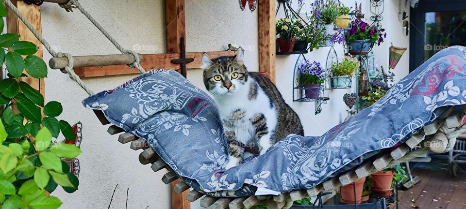 This is „Roukey“, the half wild tomcat that lives in „Bavaria“, Germany in a beautiful house with a spacious terrace and a hammock that might not hold your average human but is perfect for a cat. 2023. Hypnotic Productions