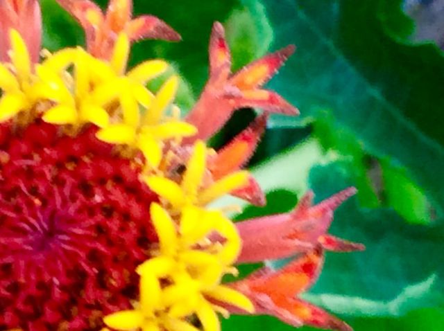 Closeup