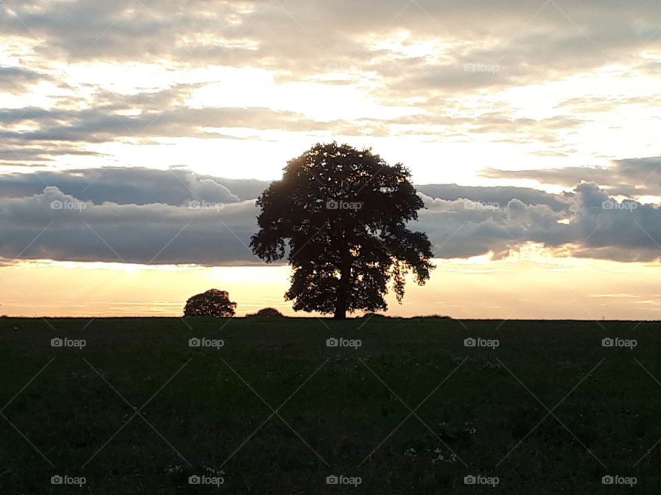 Landscape, No Person, Sunset, Sky, Tree