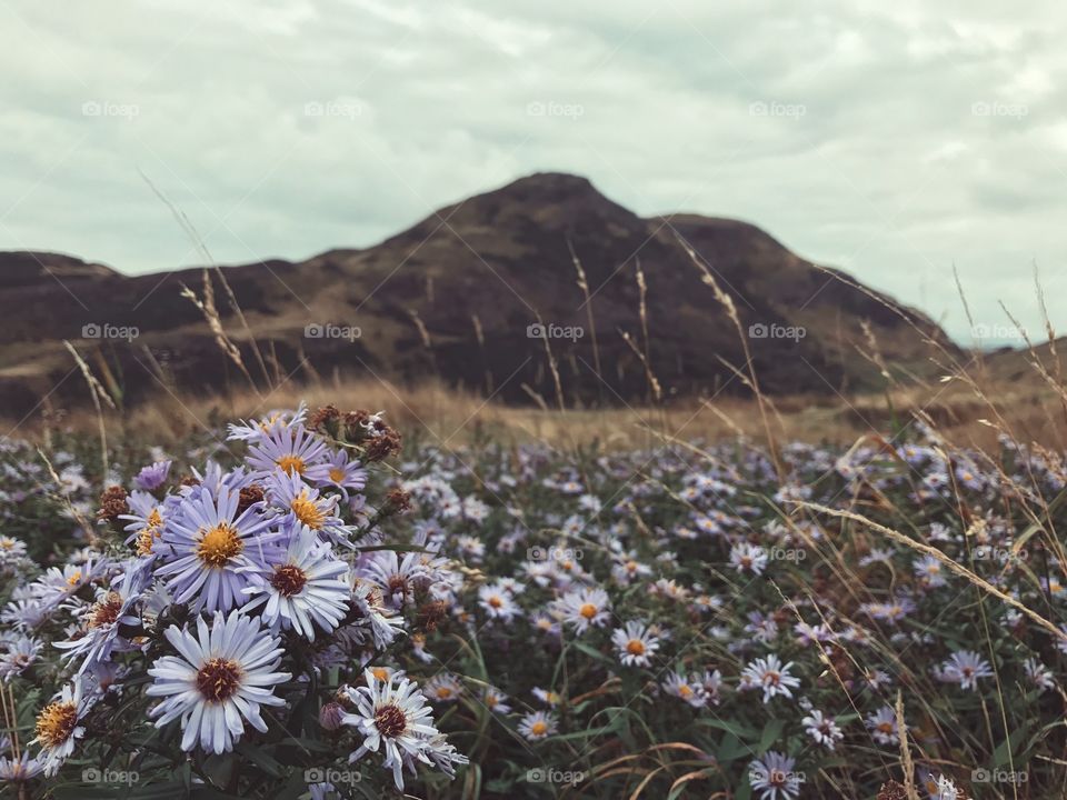 Close-up of wild flowers