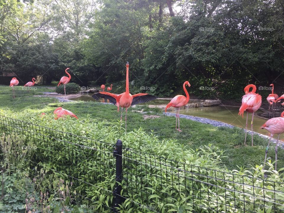 Flamingos