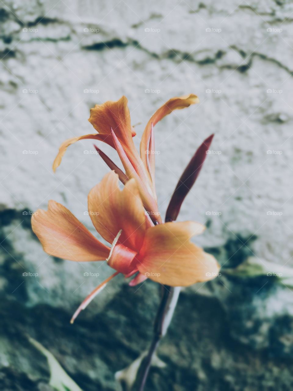 Rubab should be like this