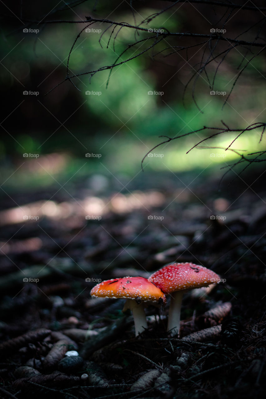 Two fly agarics