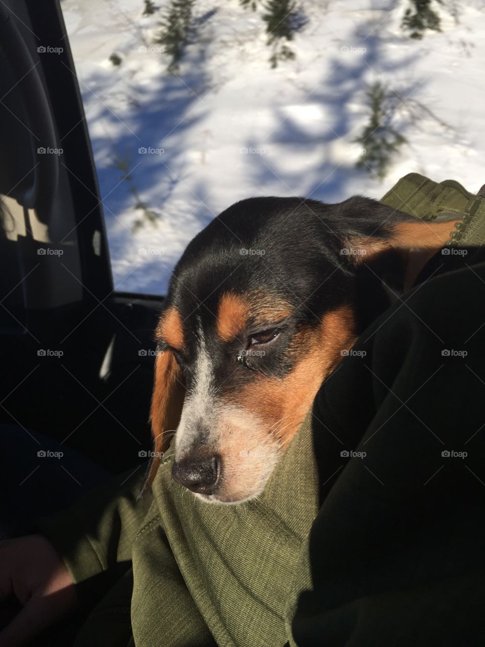 Oreo pup was cold from playing in the snow 
