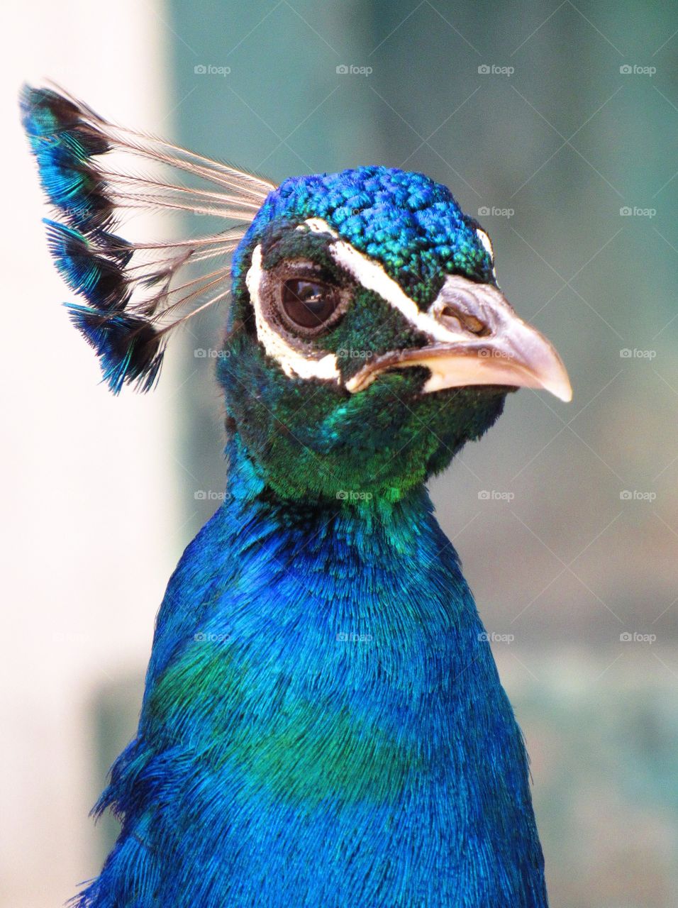 peacock