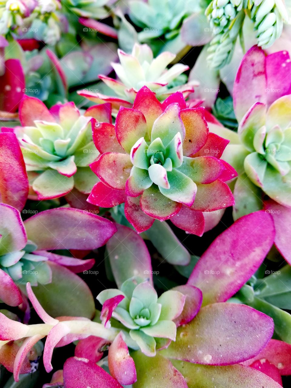 Beautiful red green succulent flowers with luscious petals