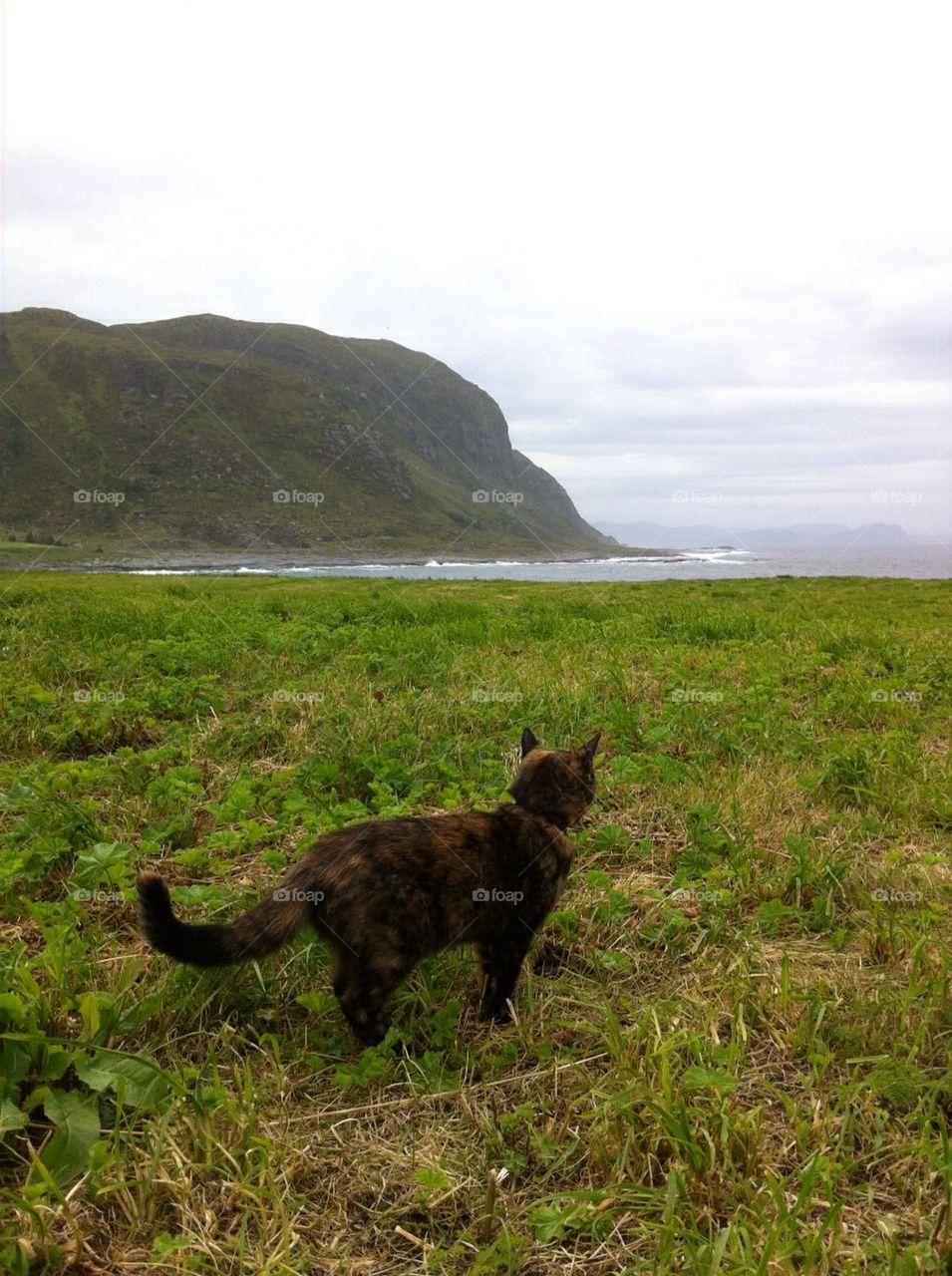 A cat watching the view and ocean