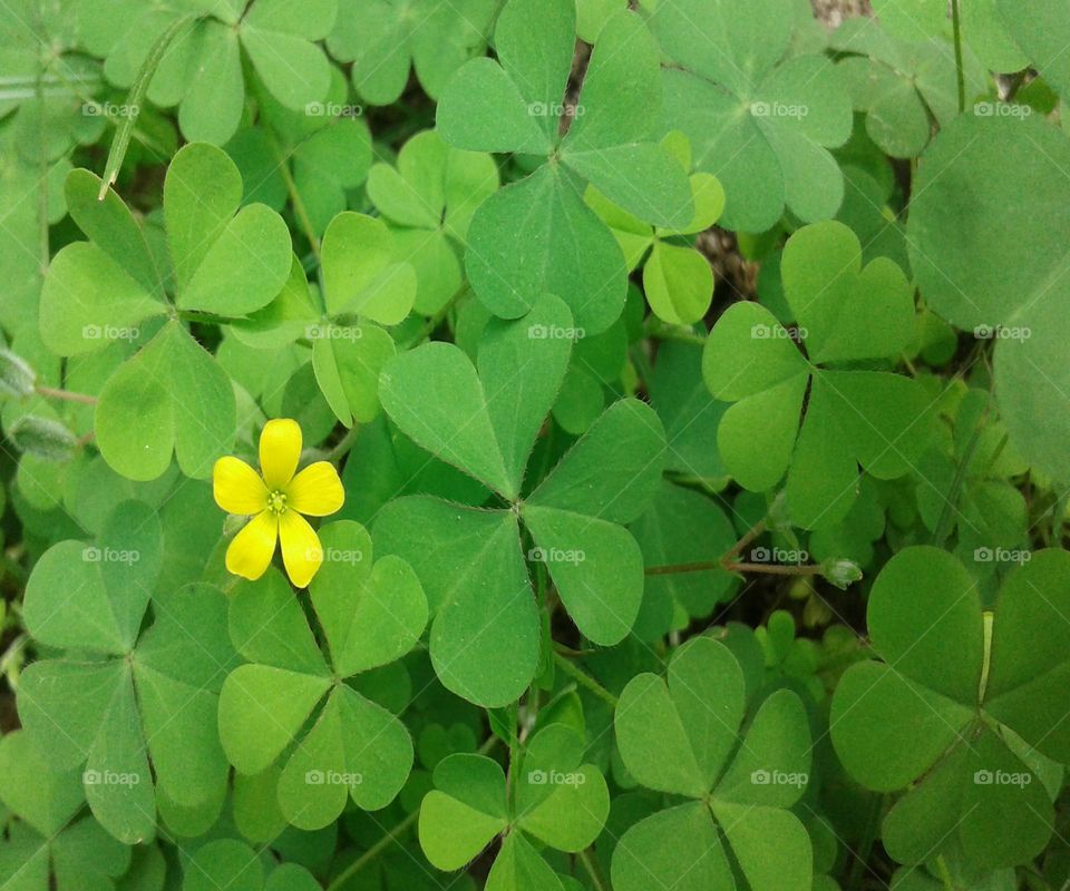 Indian Sorrel or Tengesi Shaak or Creeping wood with little yellow flower