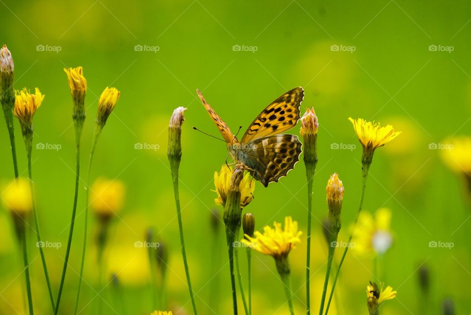 Butterfly on yellow flowers