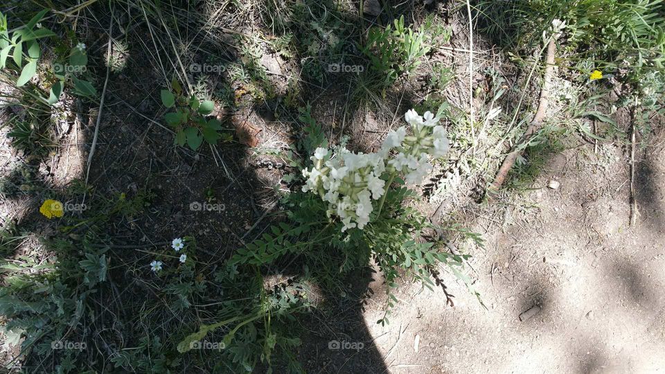 wild flowers