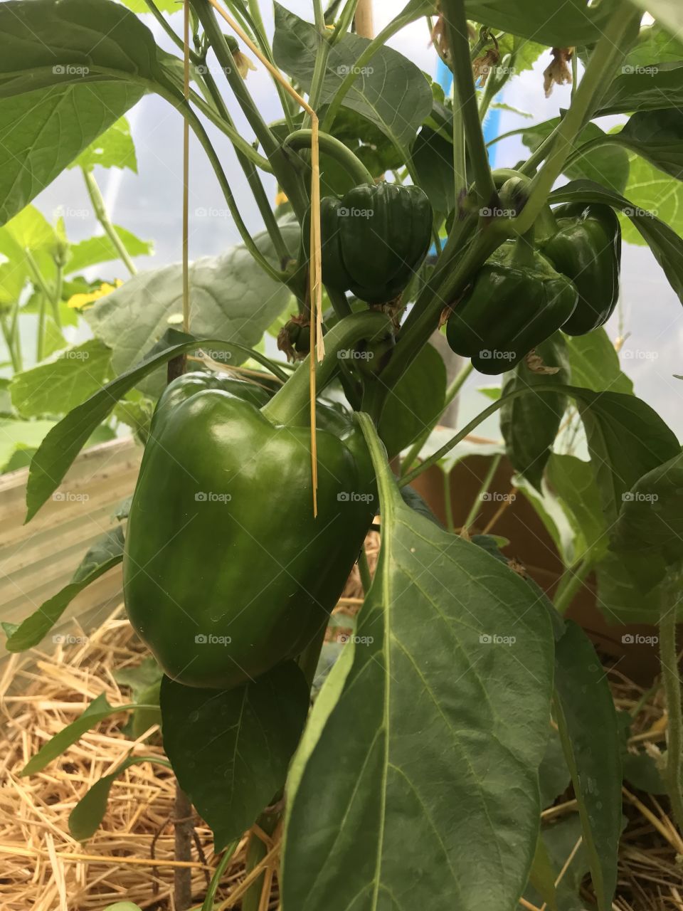 Green Bell Pepper Plant