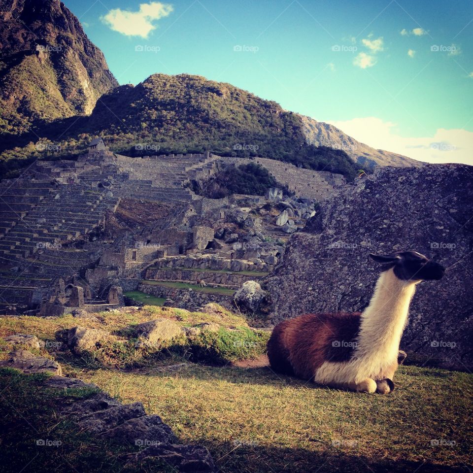 Llama at Machu Pichu