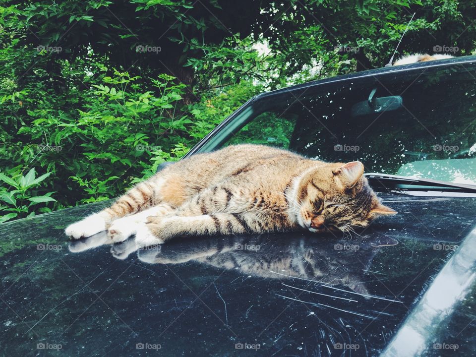 Cat sleeping on the car 