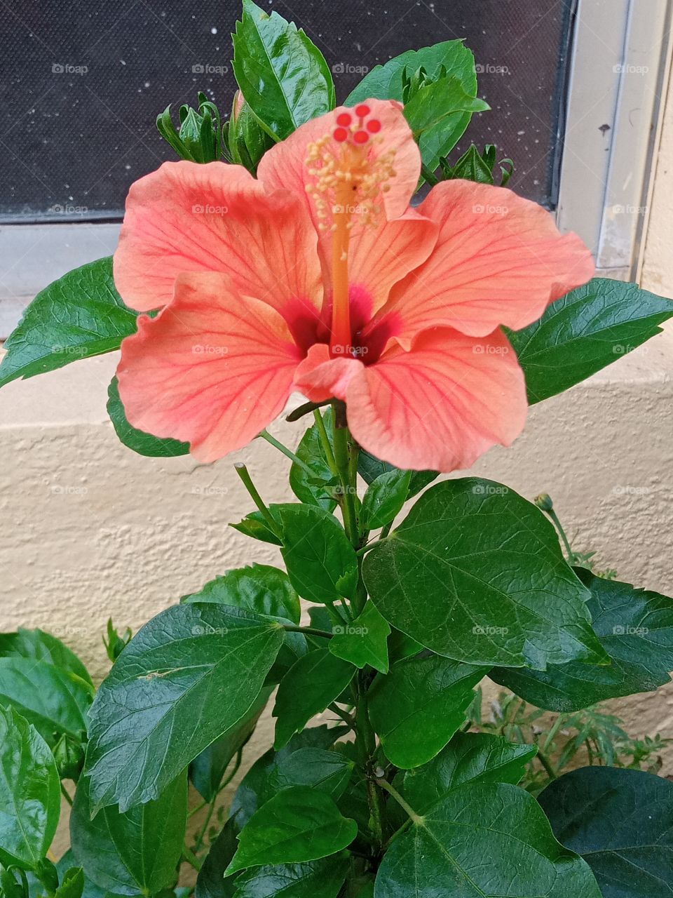 beautiful hibiscus🌺