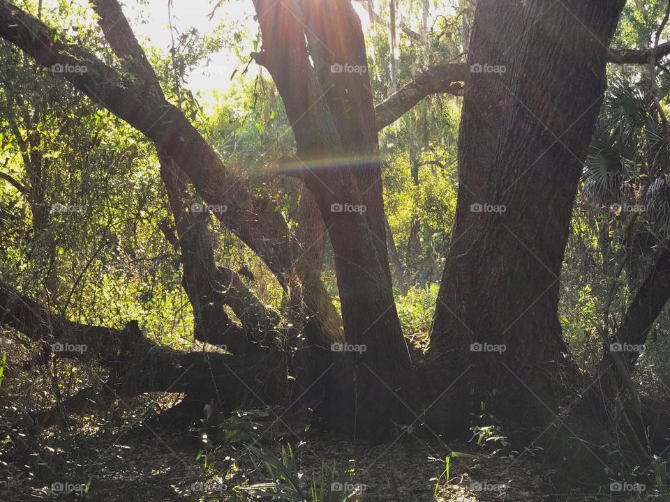 Rays of light through the forest.