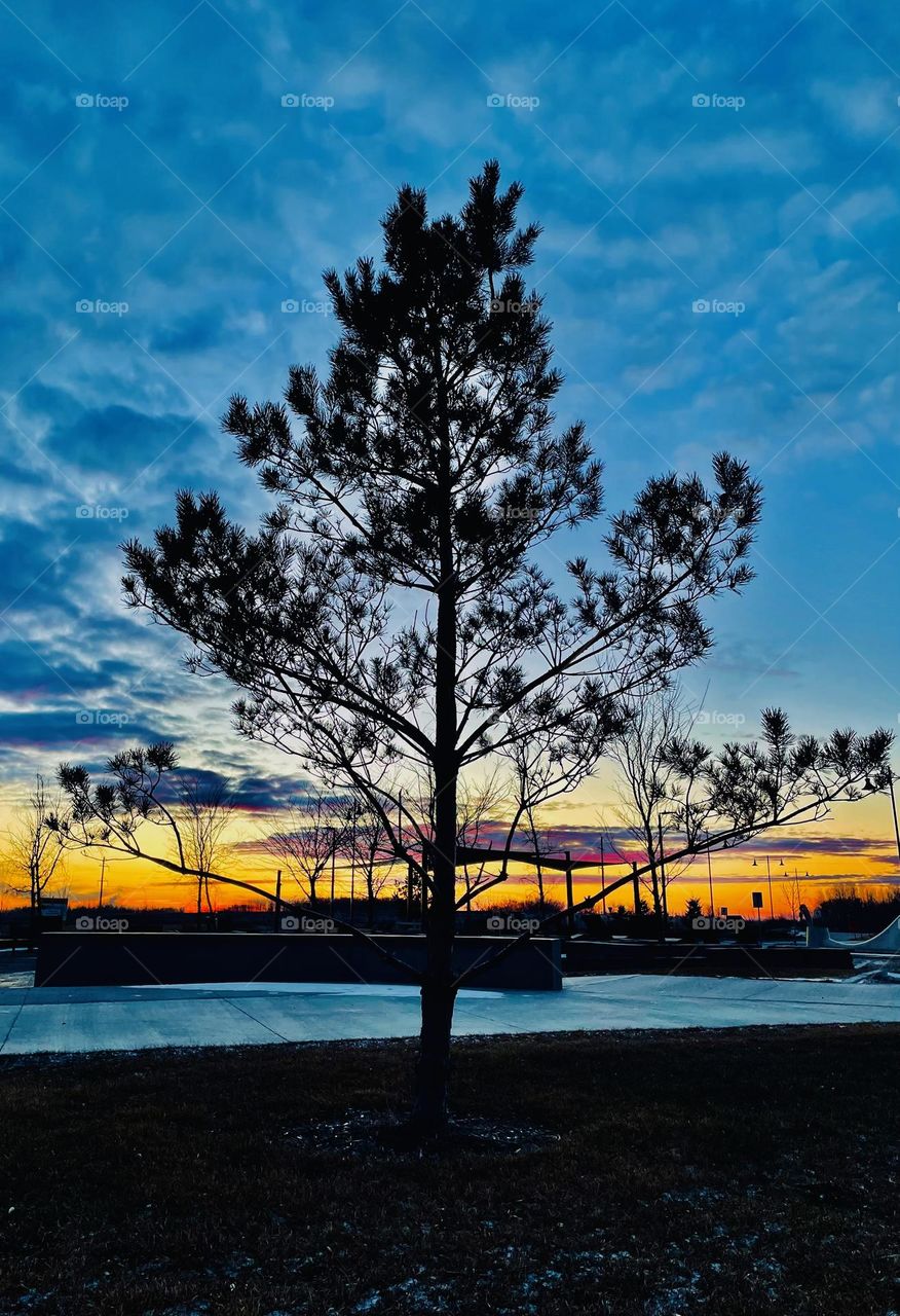 A tree and sunset 