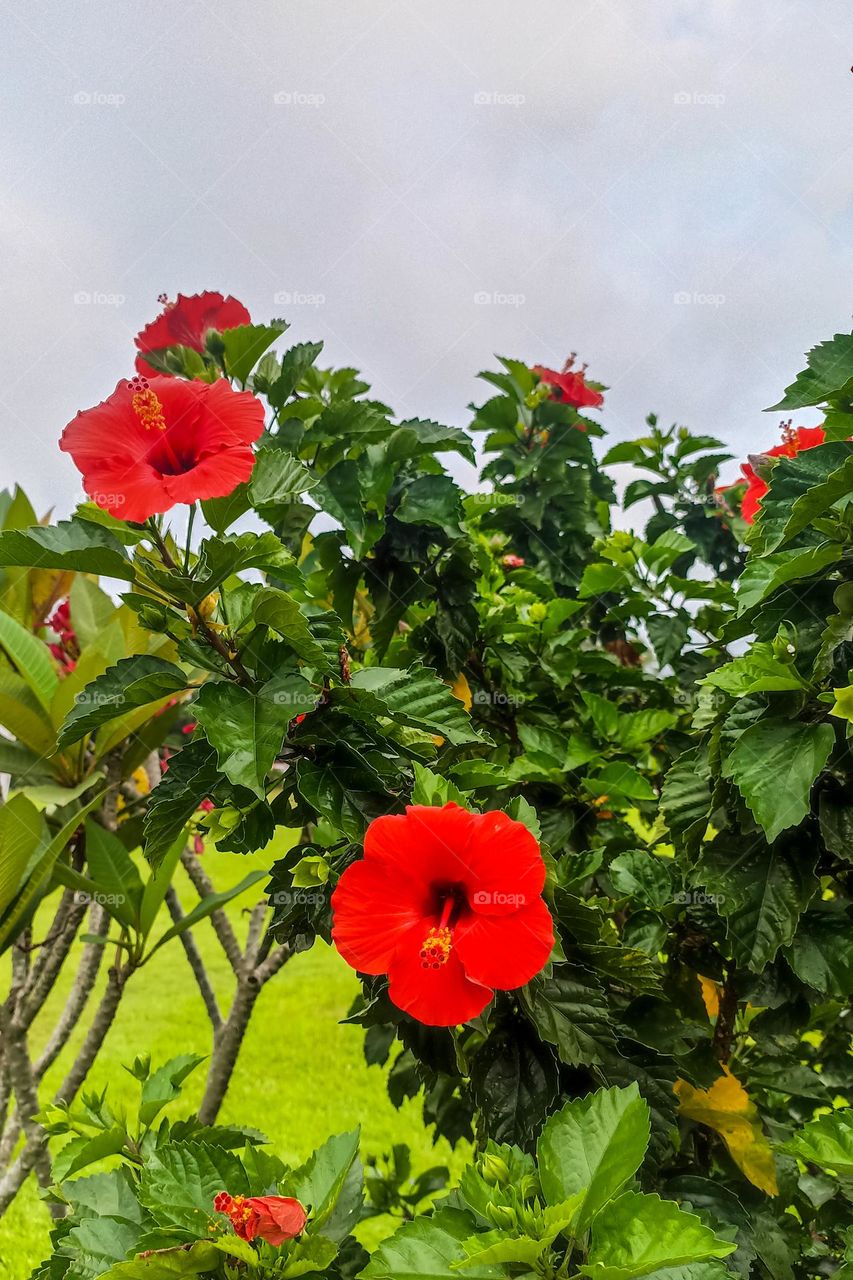 Close-up of red flowers in the garden