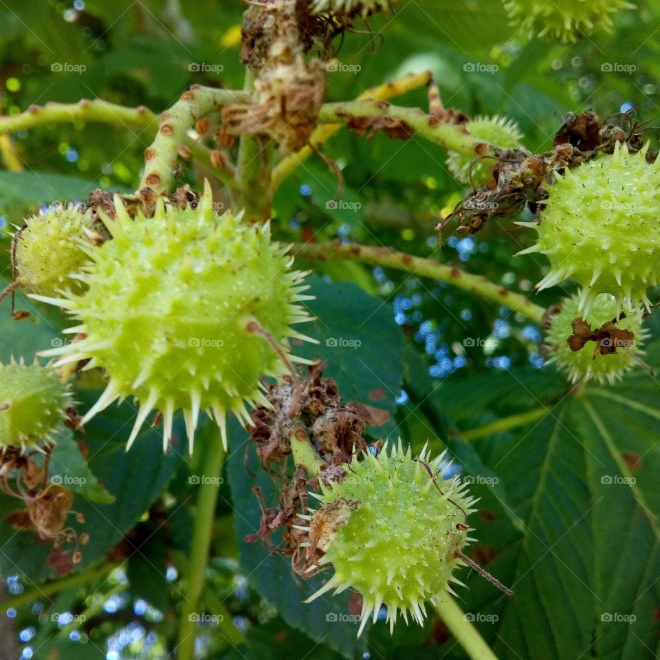 the first of the conkers - east Sussex Uk